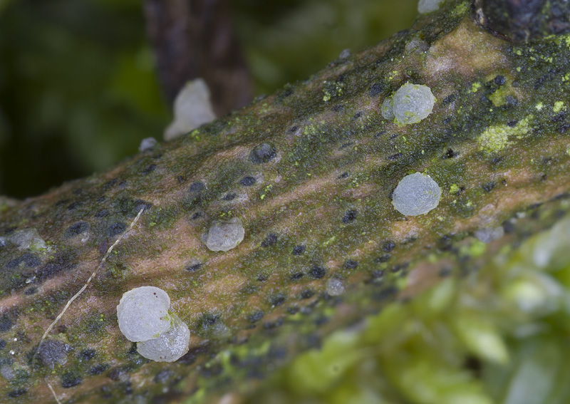 Tremella globispora